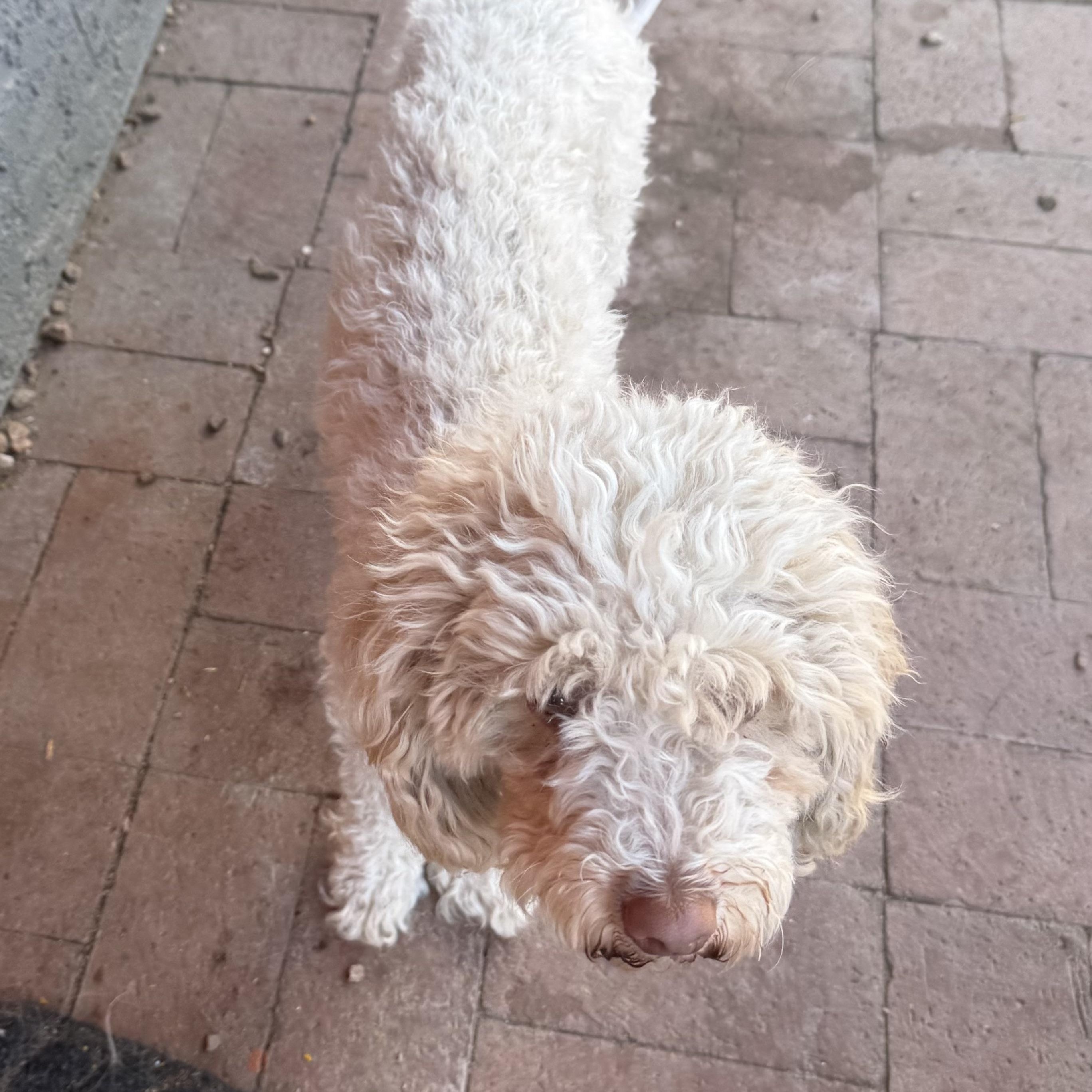 Enlarge Peaches, an adopted Miniature Poodle in Tucson, AZ image 2/3
