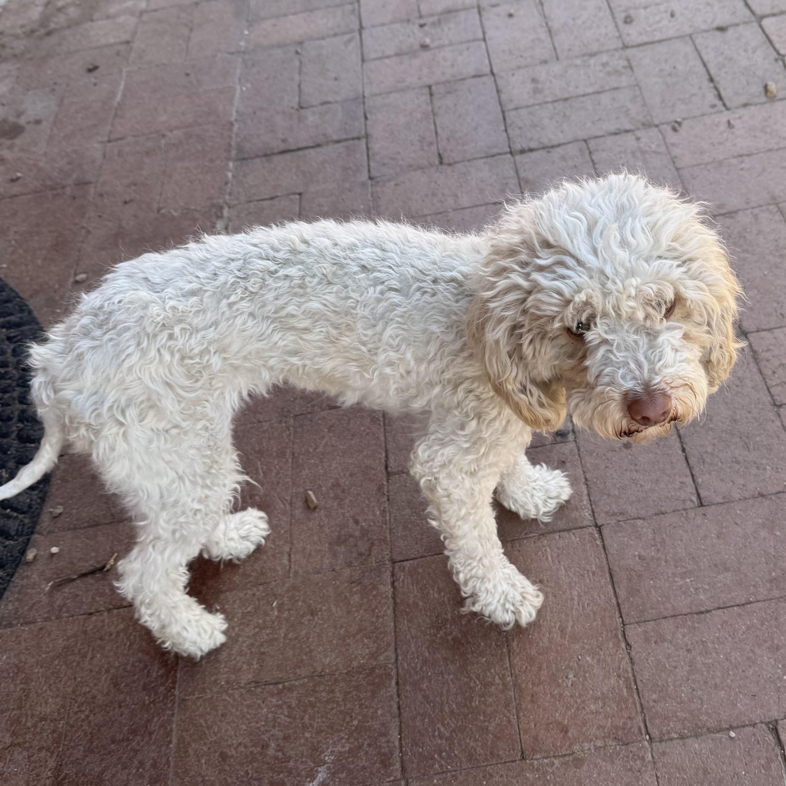Peaches, adopted, Puppy Female Miniature Poodle.