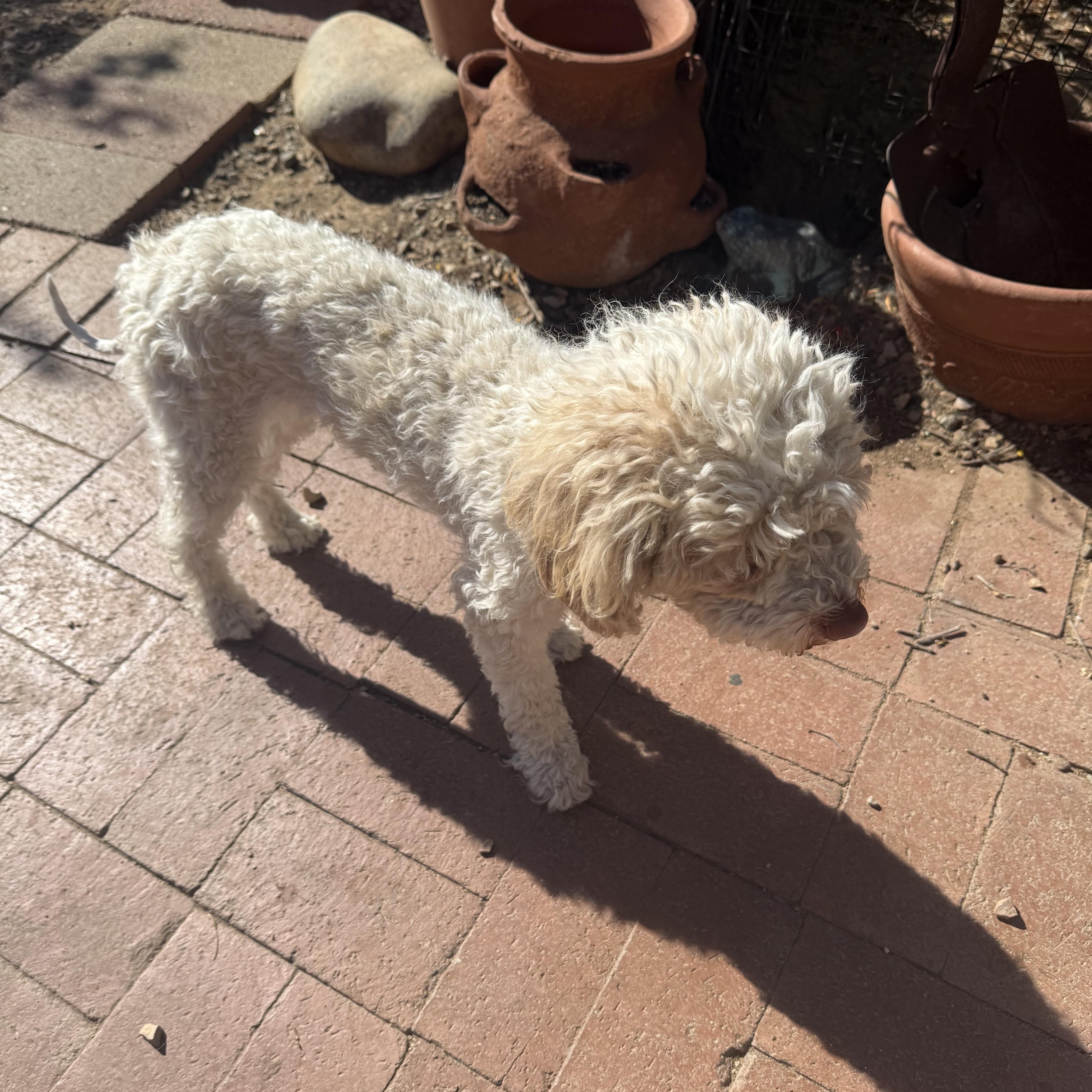 Enlarge Peaches, an adopted Miniature Poodle in Tucson, AZ image 3/3