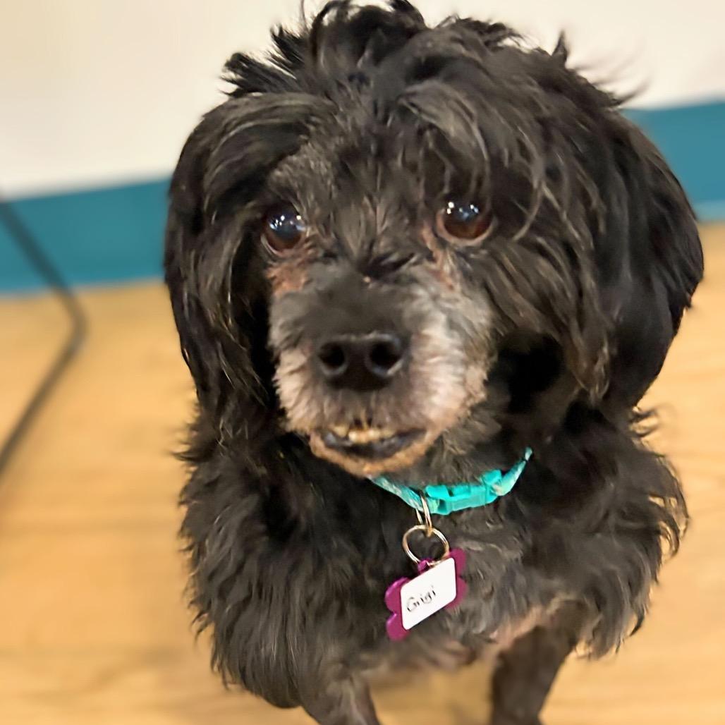 Gigi 13685, Adoptable, Senior Female Shih Tzu.
