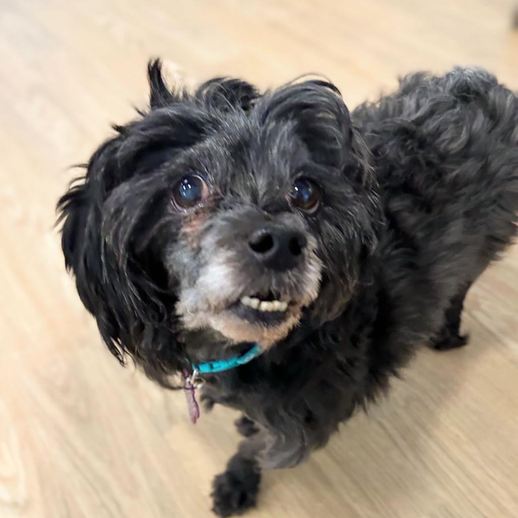 Enlarge Gigi 13685, a Adoptable Shih Tzu in San Francisco, CA image 2/6