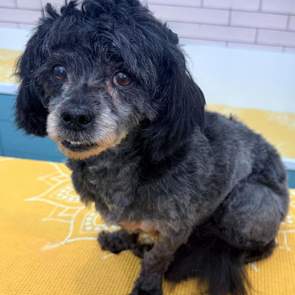 Enlarge Gigi 13685, a Adoptable Shih Tzu in San Francisco, CA image 3/6