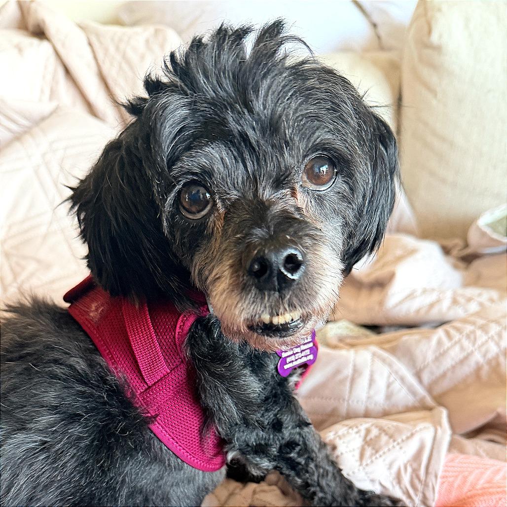 Enlarge Gigi 13685, a Adoptable Shih Tzu in San Francisco, CA image 4/6