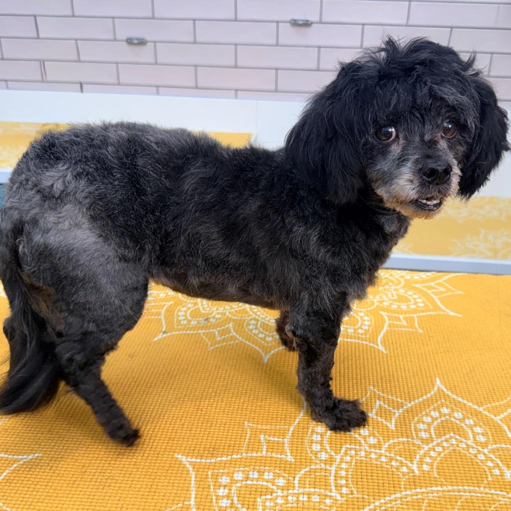 Enlarge Gigi 13685, a Adoptable Shih Tzu in San Francisco, CA image 5/6