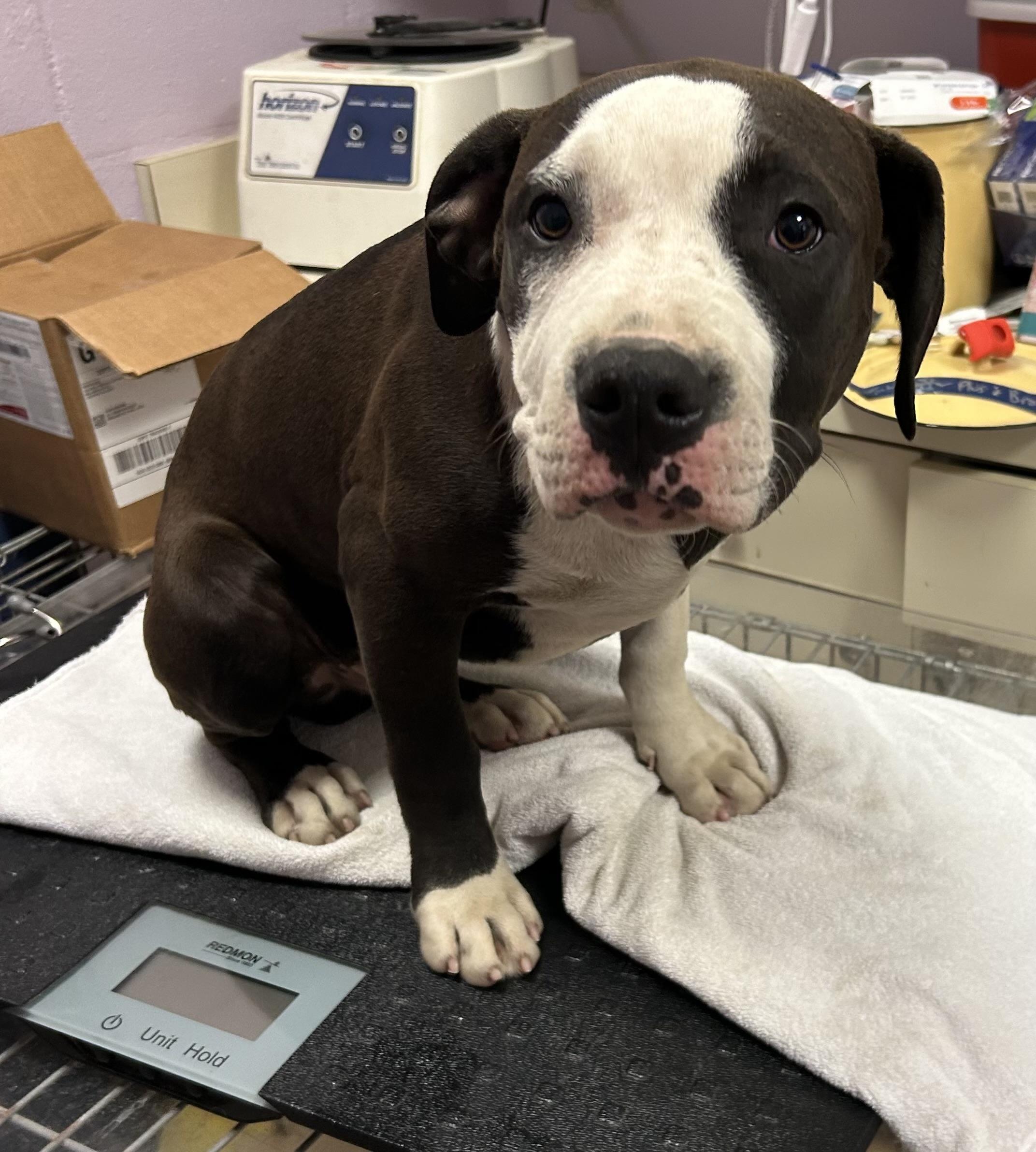 Mikey, ADOPTABLE, Puppy Male American Staffordshire Terrier & American Bulldog.