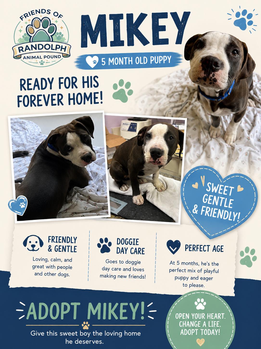 Enlarge Mikey, a ADOPTABLE mixed breed in Mendham, NJ image 2/2
