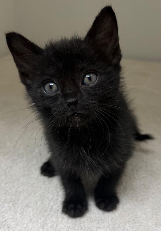 Enlarge Blitzen, a Adoptable Domestic Short Hair in Katy, TX image 1/1