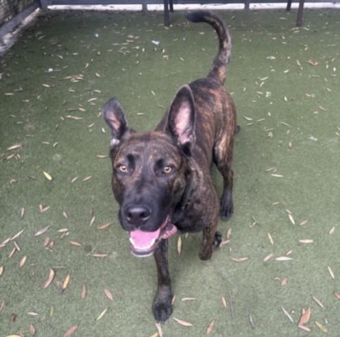 Enlarge FELIX, a Adoptable mixed breed in Los Angeles, CA image 1/1