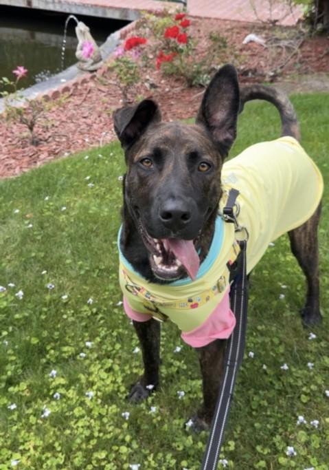 FELIX, Adoptable, Young Male American Staffordshire Terrier & Mixed Breed.