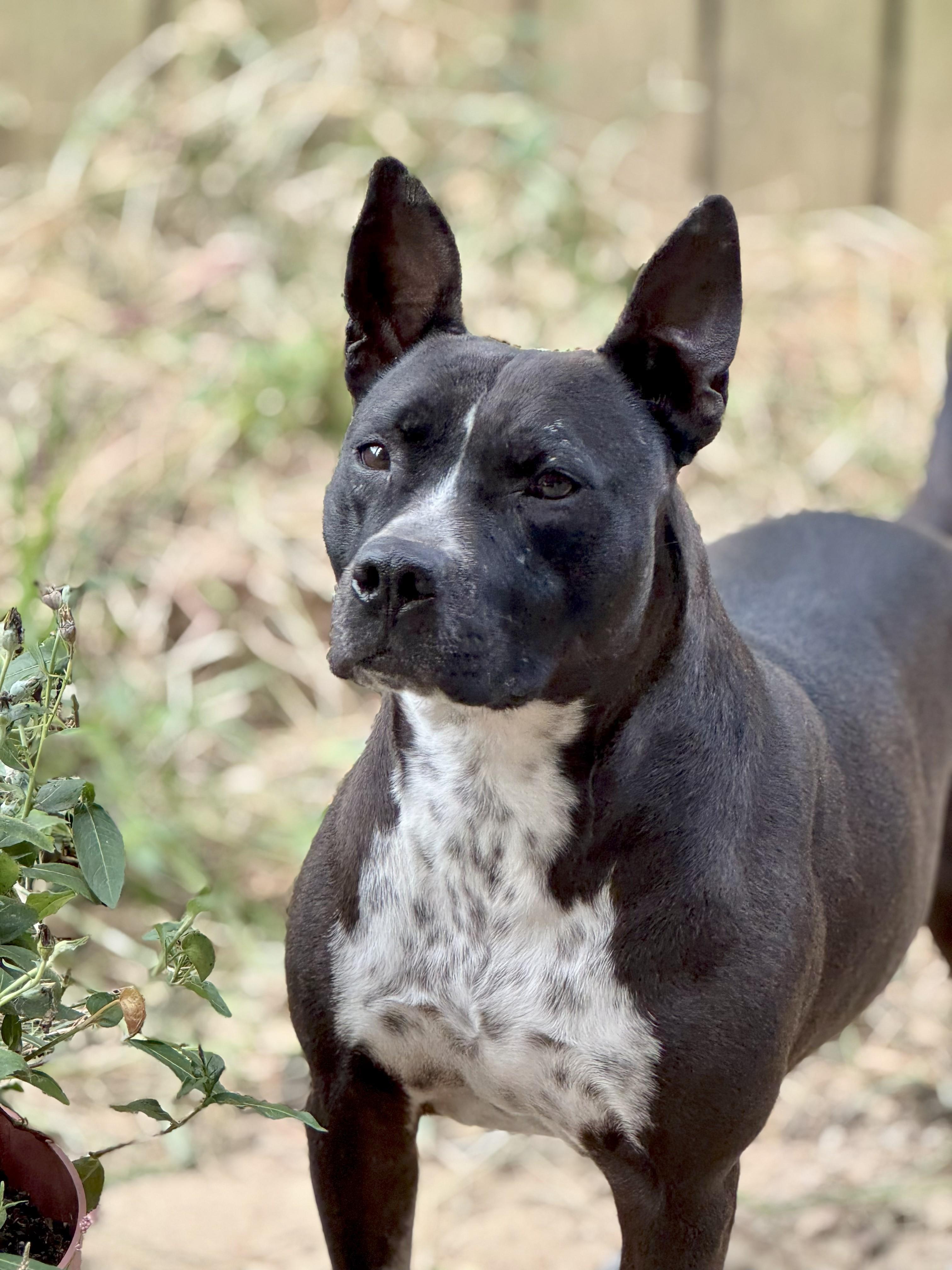 Binti (Scott-Fostered in TN), an adoptable Pit Bull Terrier, Cattle Dog in Brooklyn, CT, 06234 | Photo Image 6