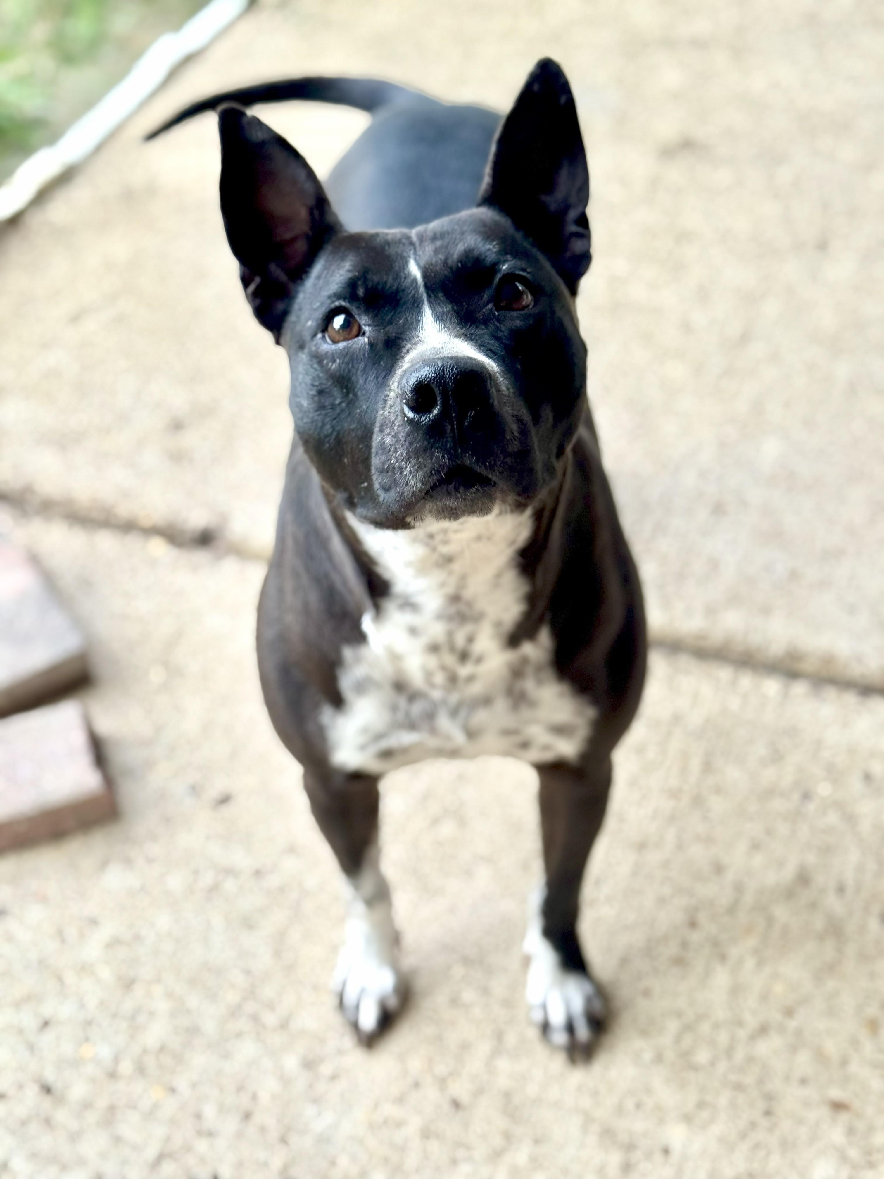 Binti (Scott-Fostered in TN), an adoptable Pit Bull Terrier, Cattle Dog in Brooklyn, CT, 06234 | Photo Image 4