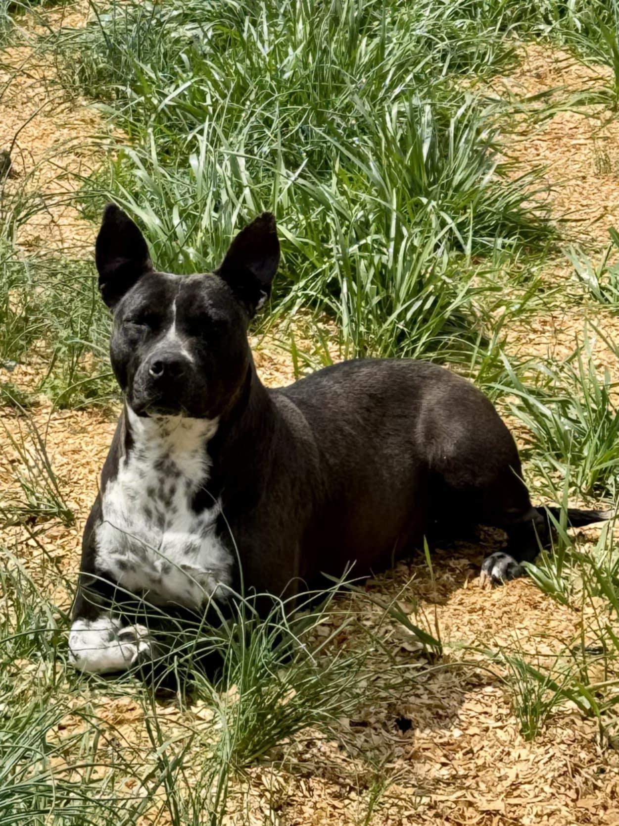 Binti (Scott-Fostered in TN), an adoptable Pit Bull Terrier, Cattle Dog in Brooklyn, CT, 06234 | Photo Image 5