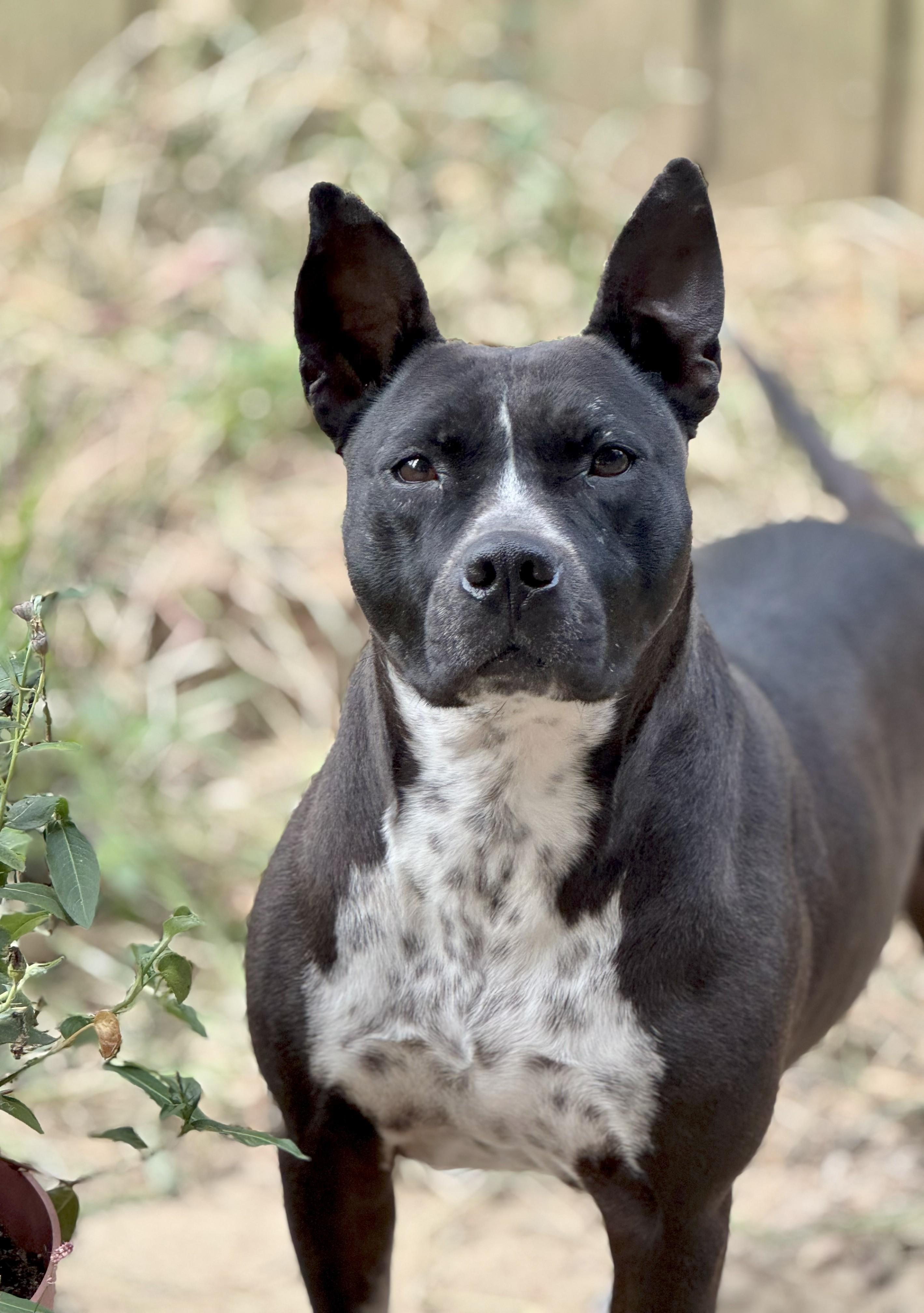 Binti (Scott-Fostered in TN), Adoptable, Adult Female Pit Bull Terrier & Cattle Dog.