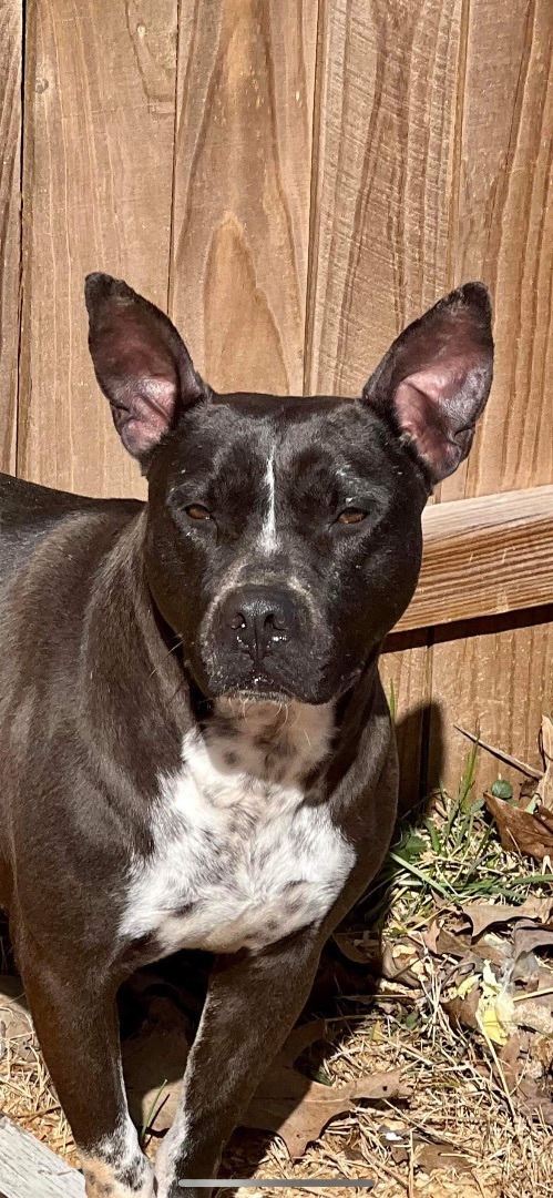Binti (Fostered in TN)