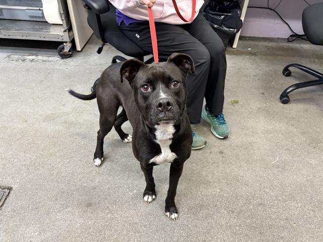 Enlarge JADE, a Adoptable mixed breed in Fairfield, CA image 1/1