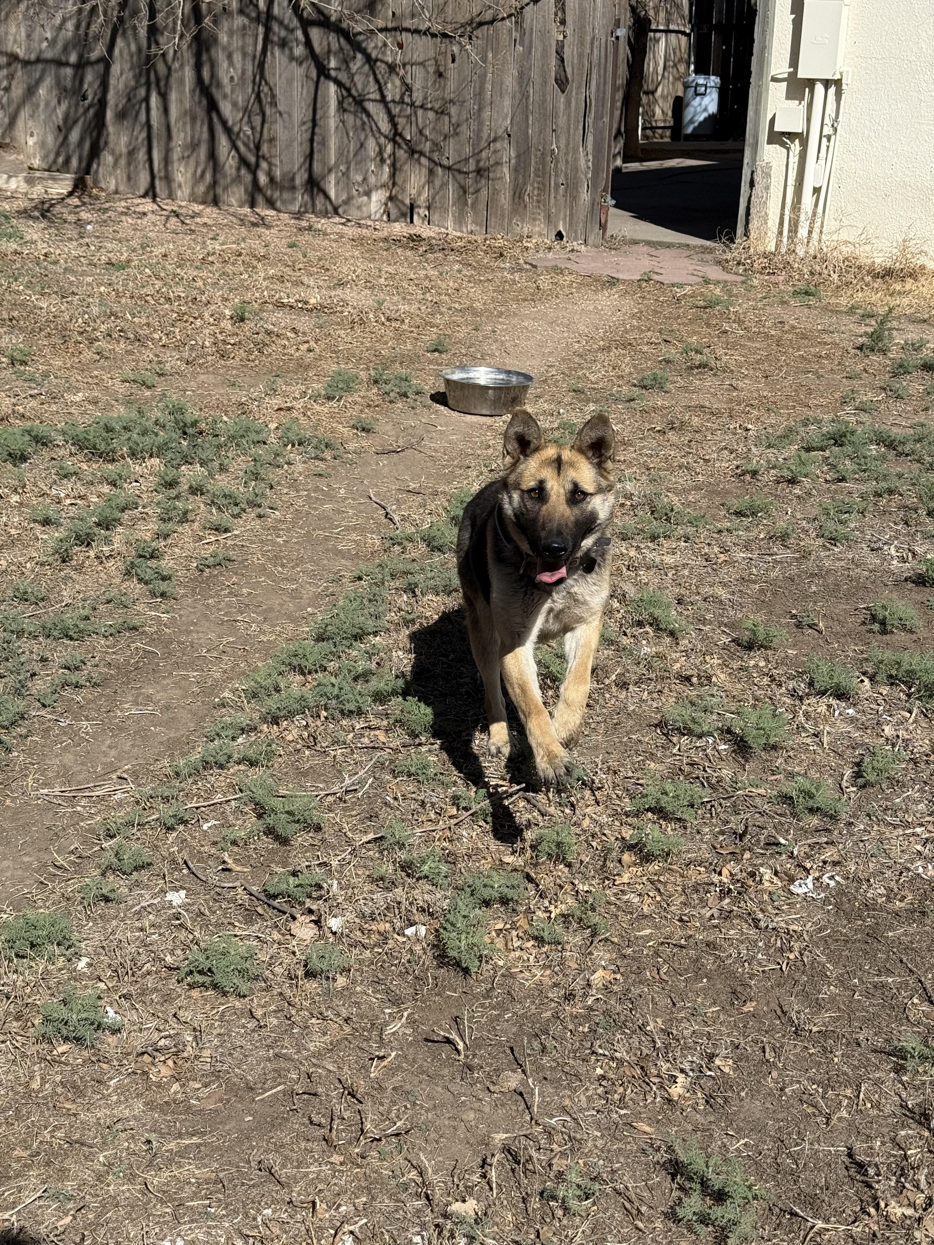 Enlarge Meera , an adopted German Shepherd Dog in Ulysses, KS image 2/2
