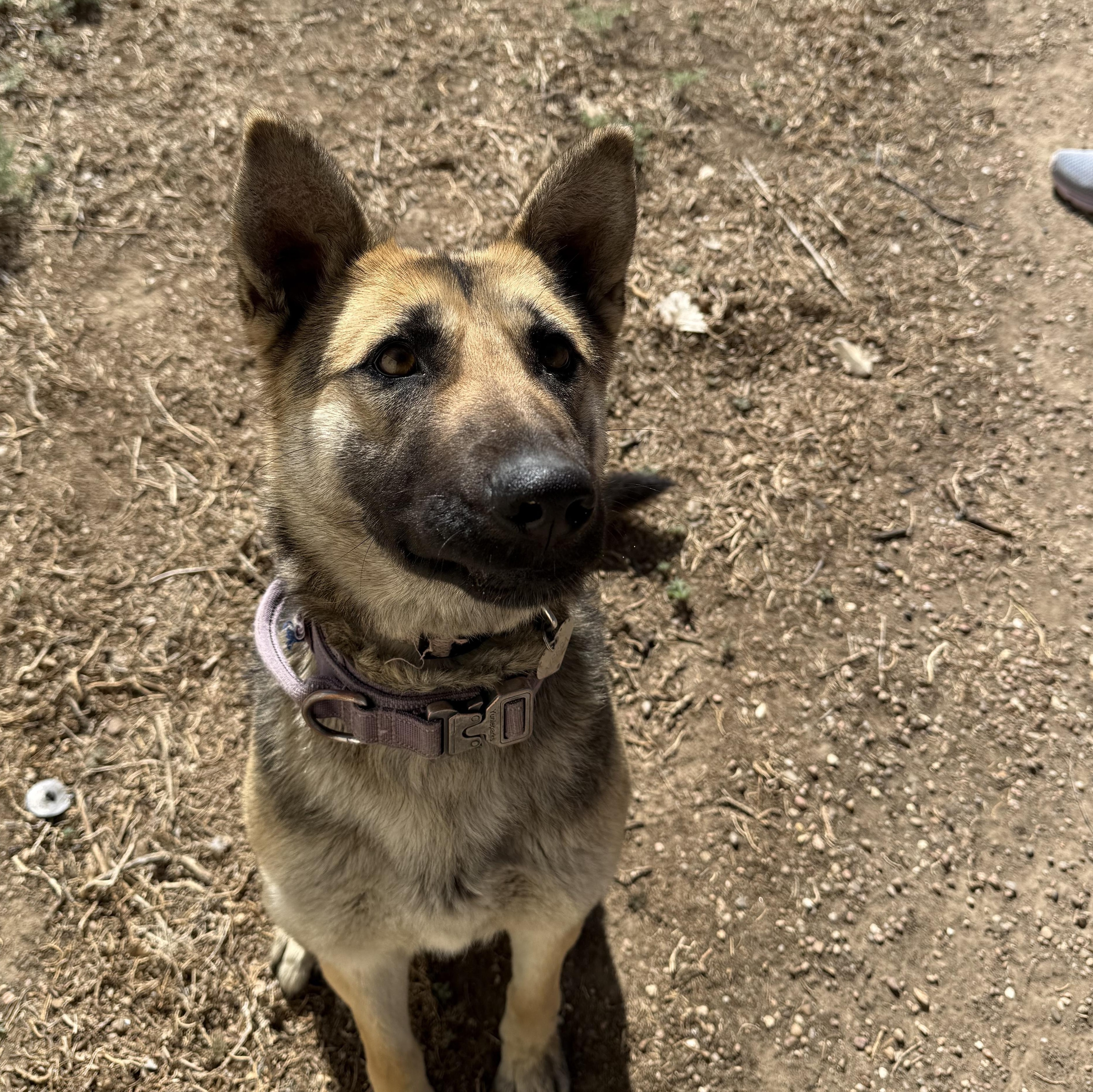 Meera , adopted, Young Female German Shepherd Dog.