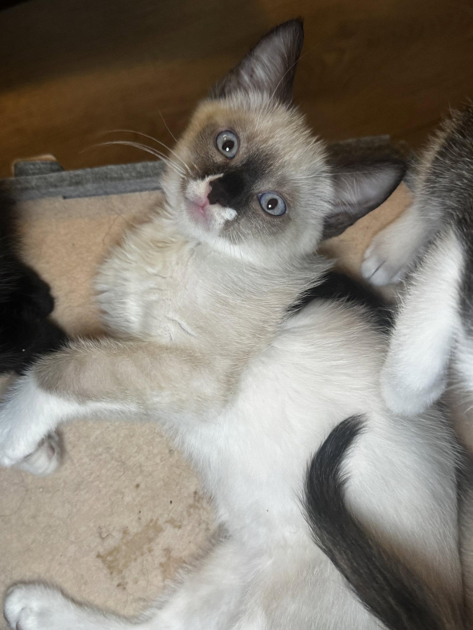 Chaos, Adopted, Kitten Male Siamese & Domestic Short Hair.