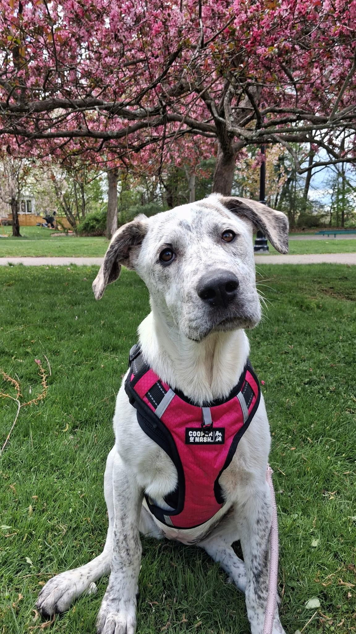 Enlarge Birdie, a Adoptable mixed breed in Clark, NJ image 1/6