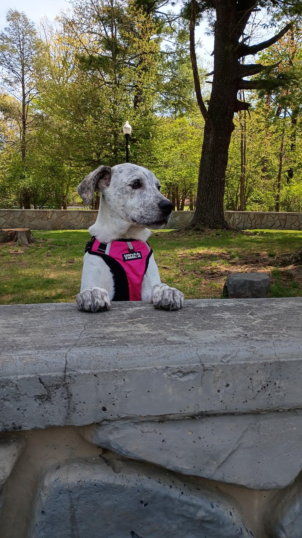 Enlarge Birdie, a Adoptable mixed breed in Clark, NJ image 3/6