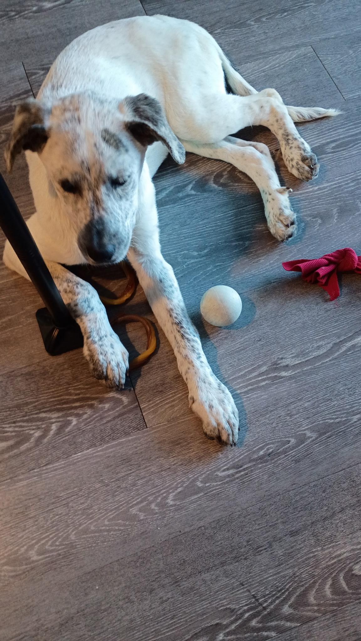 Enlarge Birdie, a Adoptable mixed breed in Eatontown, NJ image 5/6