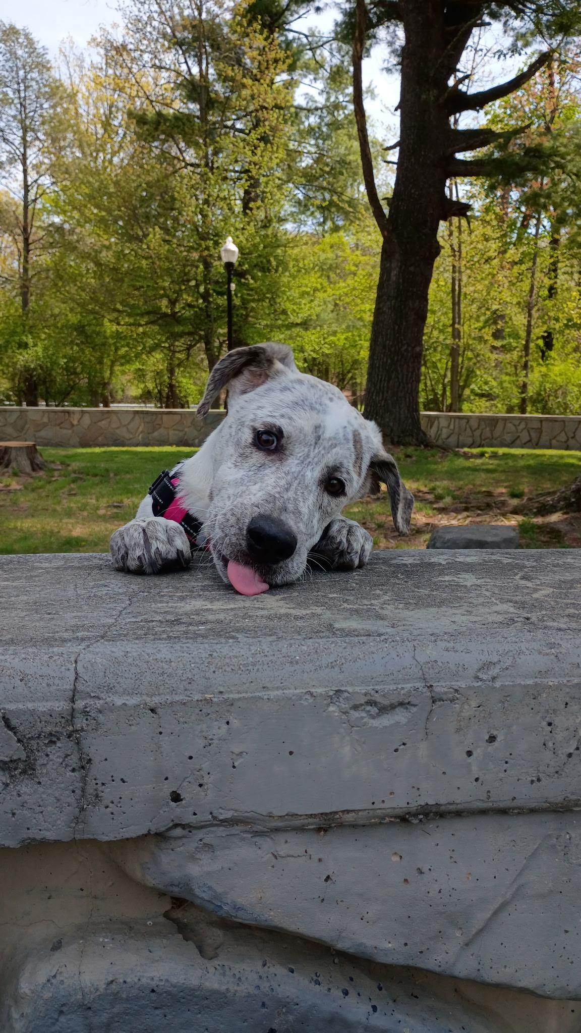 Enlarge Birdie, a Adoptable mixed breed in Clark, NJ image 2/6
