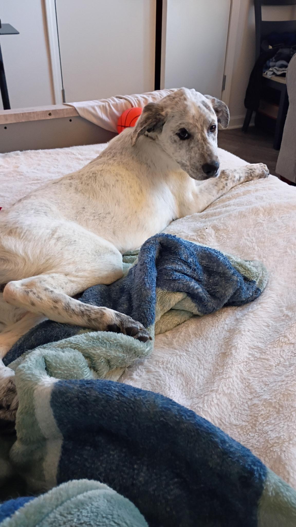 Enlarge Birdie, a Adoptable mixed breed in Eatontown, NJ image 3/6