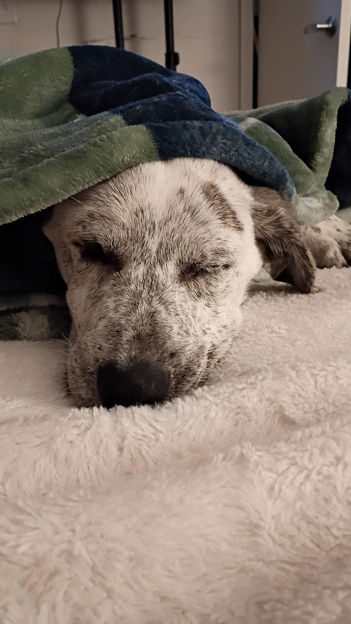 Enlarge Birdie, a Adoptable mixed breed in Eatontown, NJ image 6/6