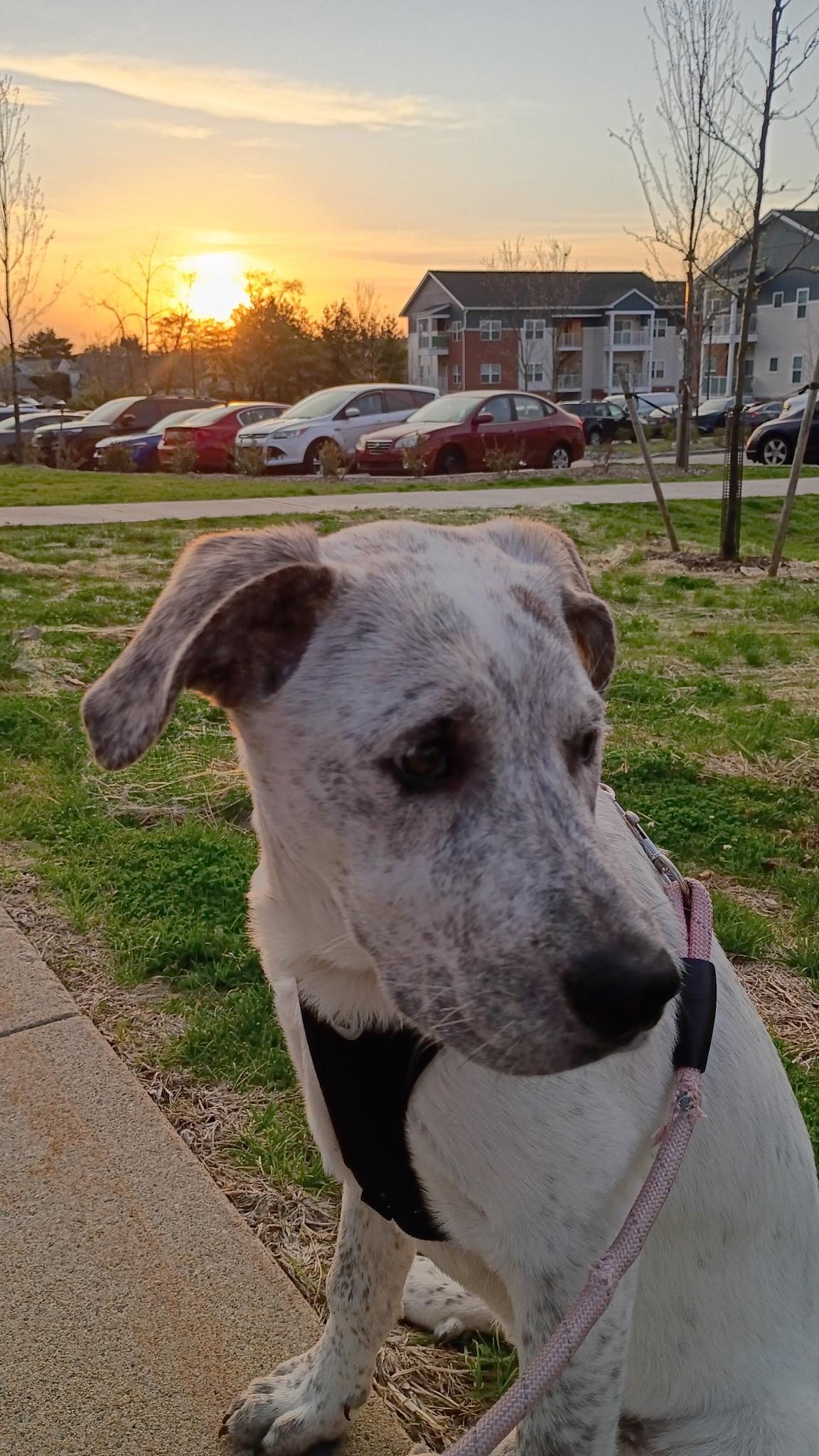 Enlarge Birdie, a Adoptable mixed breed in Clark, NJ image 5/6