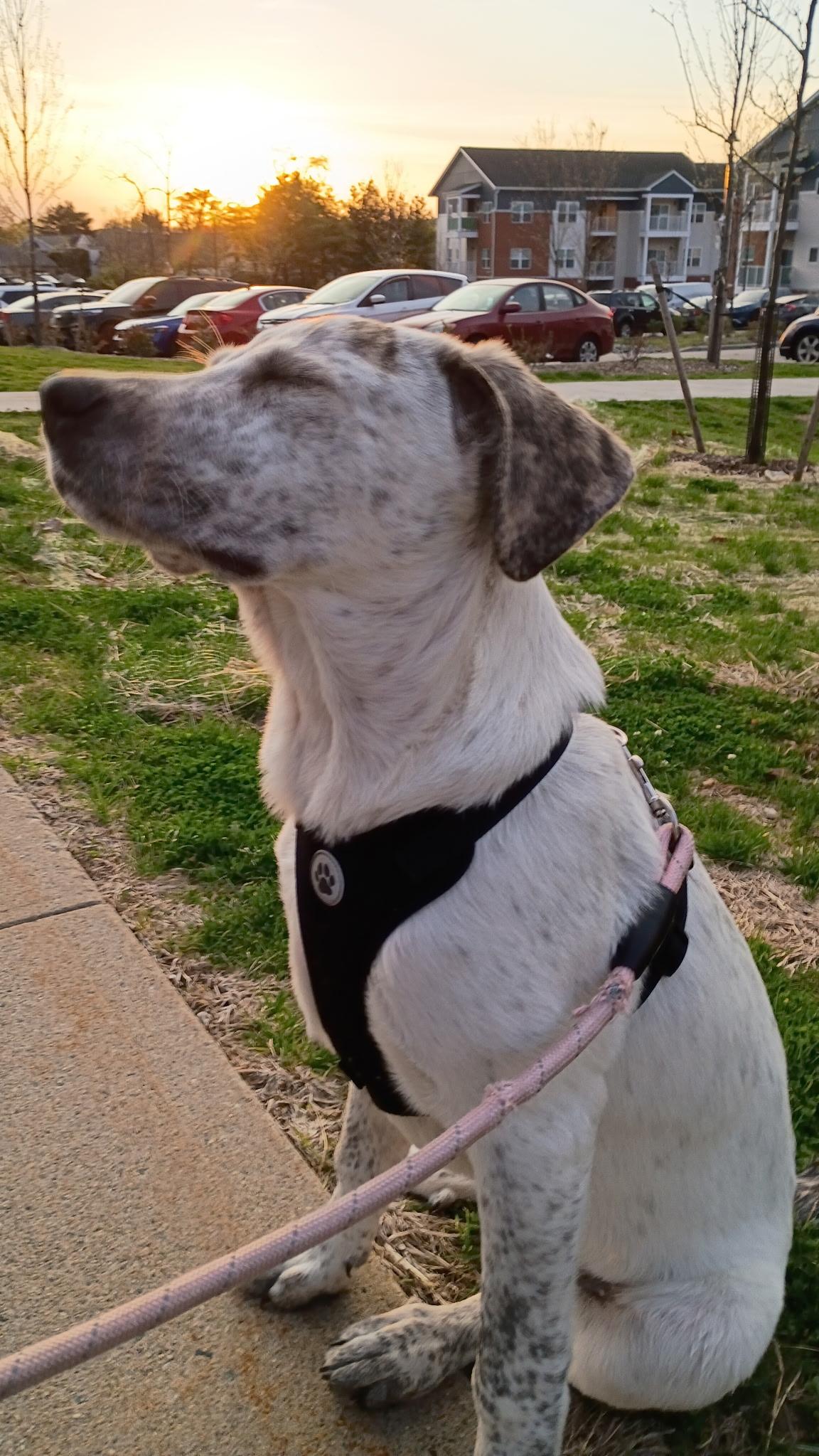 Enlarge Birdie, a Adoptable mixed breed in Clark, NJ image 6/6