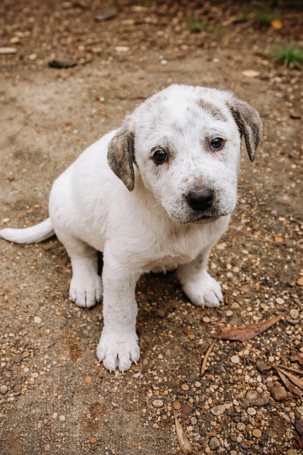 Enlarge Birdie, a Adoptable mixed breed in Eatontown, NJ image 2/6