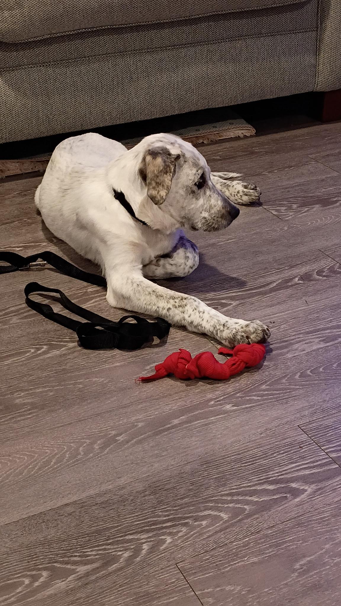 Enlarge Birdie, a Adoptable mixed breed in Eatontown, NJ image 4/6