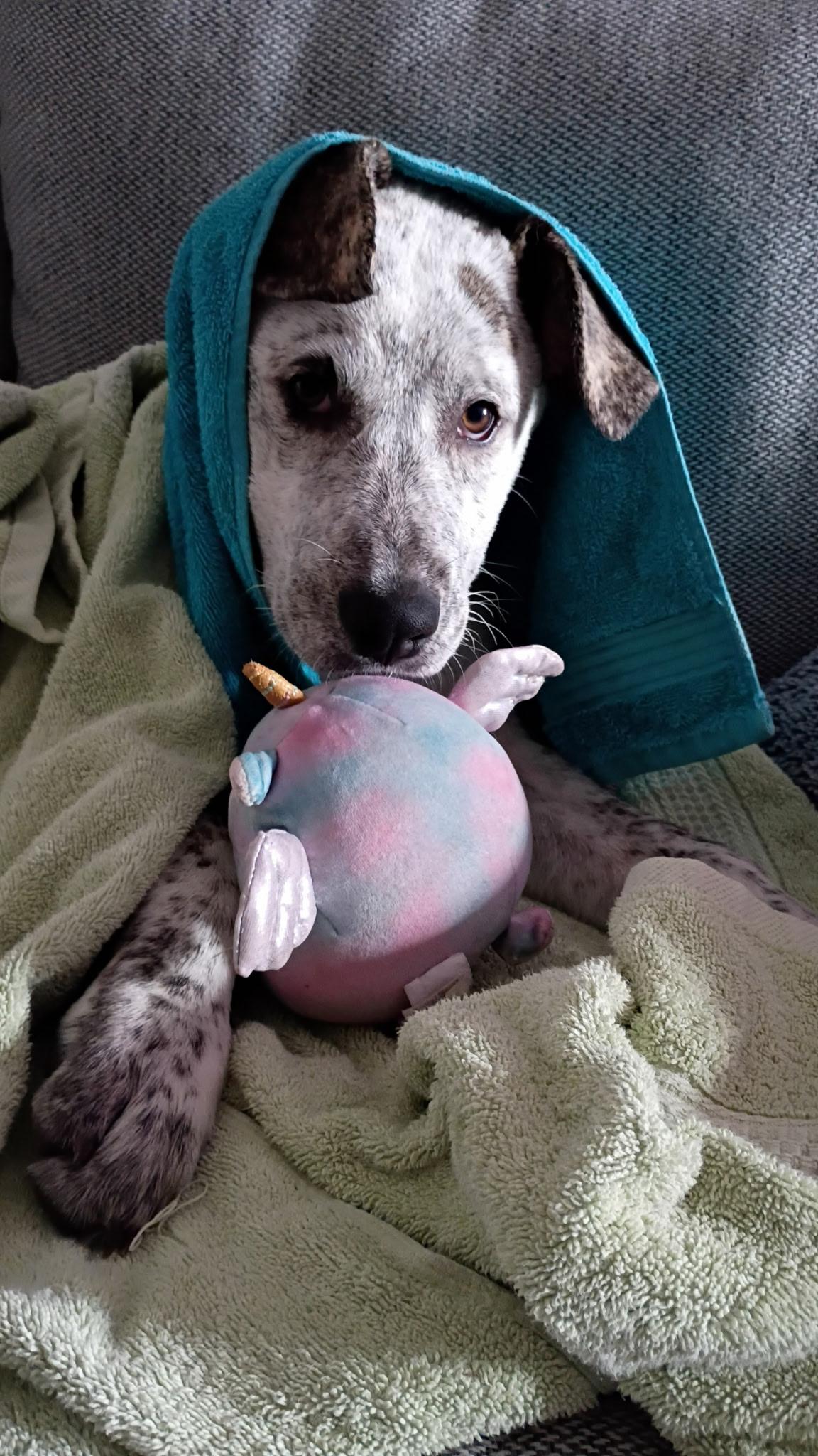 Enlarge Birdie, a Adoptable mixed breed in Clark, NJ image 3/6