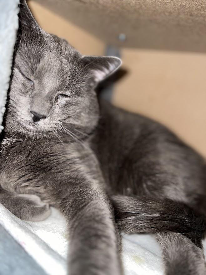 Enlarge Mr. Gigantic, an adopted Domestic Short Hair in New Rochelle, NY image 5/5