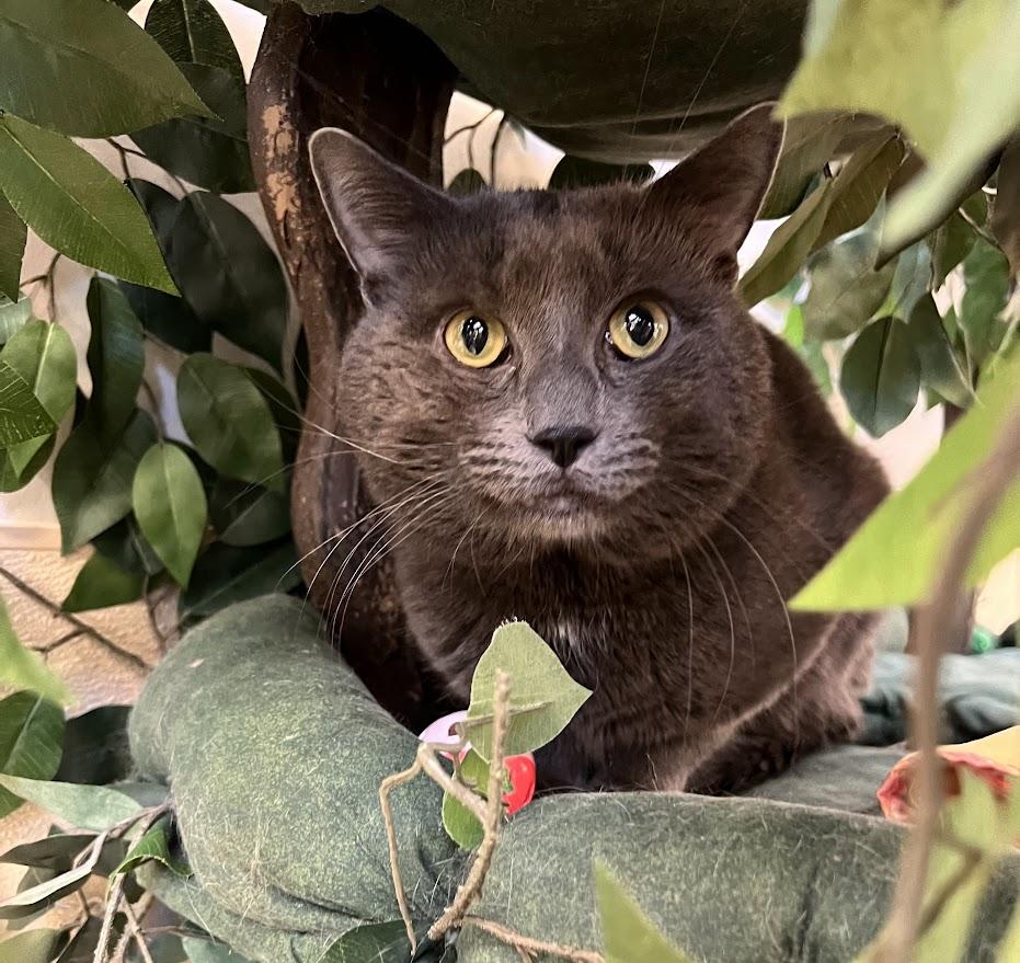 Enlarge Mr. Gigantic, an adopted Domestic Short Hair in New Rochelle, NY image 1/5