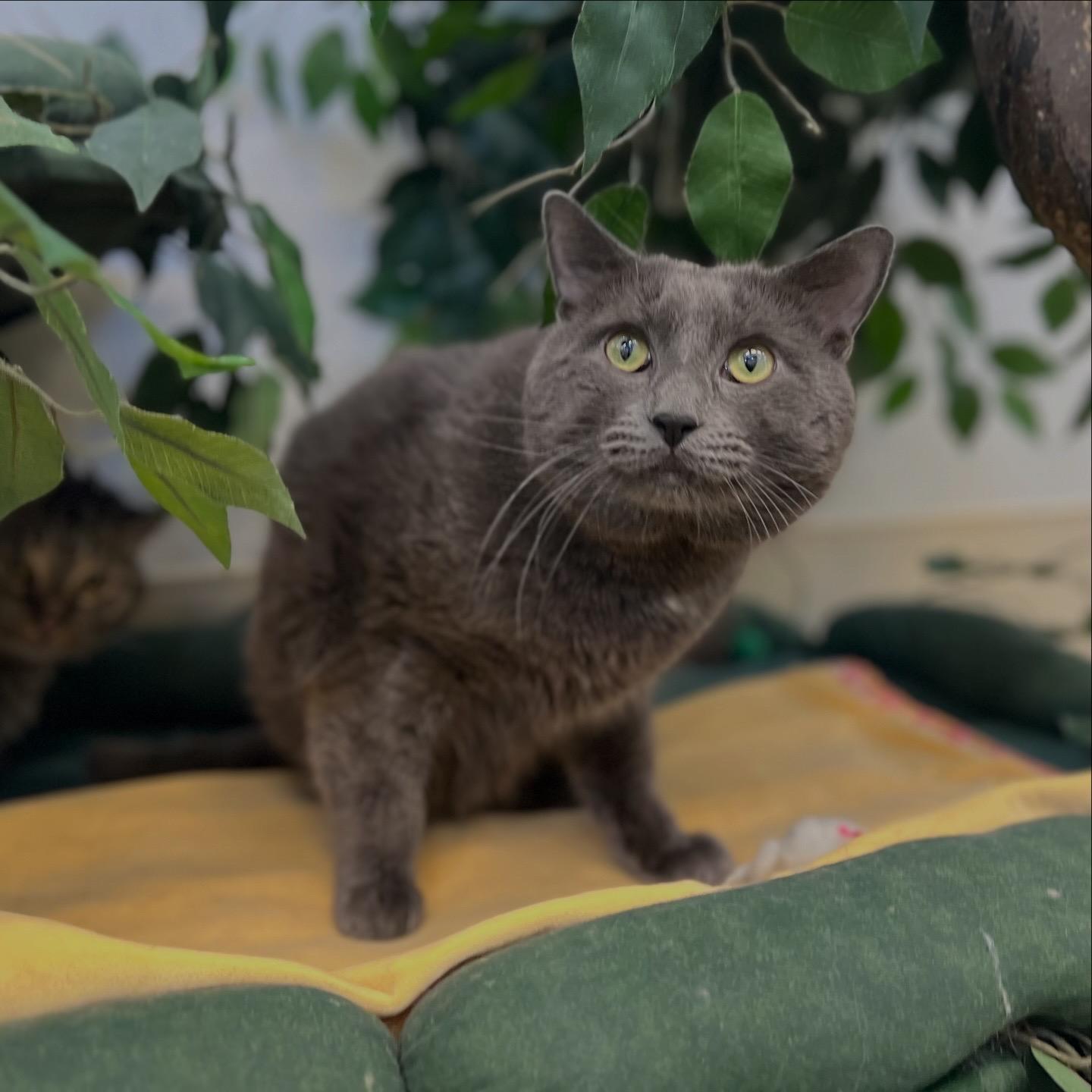 Enlarge Mr. Gigantic, an adopted Domestic Short Hair in New Rochelle, NY image 3/5