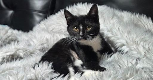 BENNY, Adoptable, Kitten Male Domestic Short Hair.