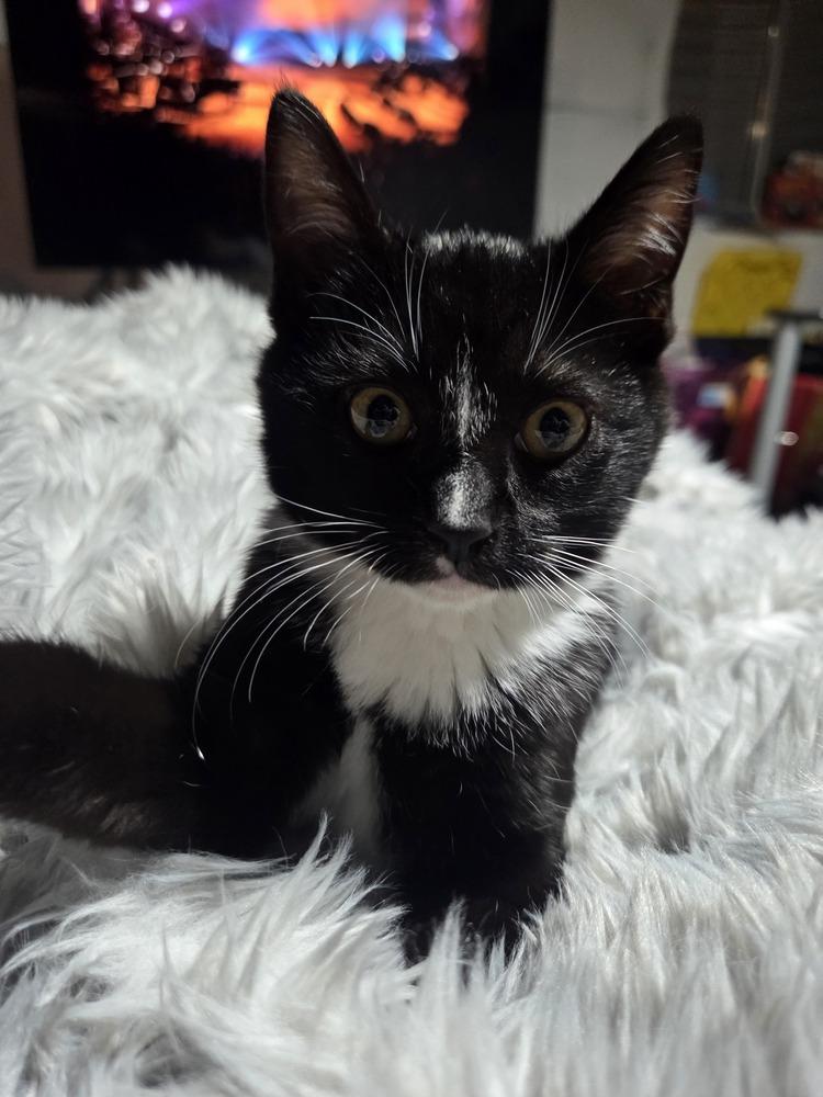 Enlarge BENNY, a Adoptable Domestic Short Hair in Broomfield, CO image 2/2