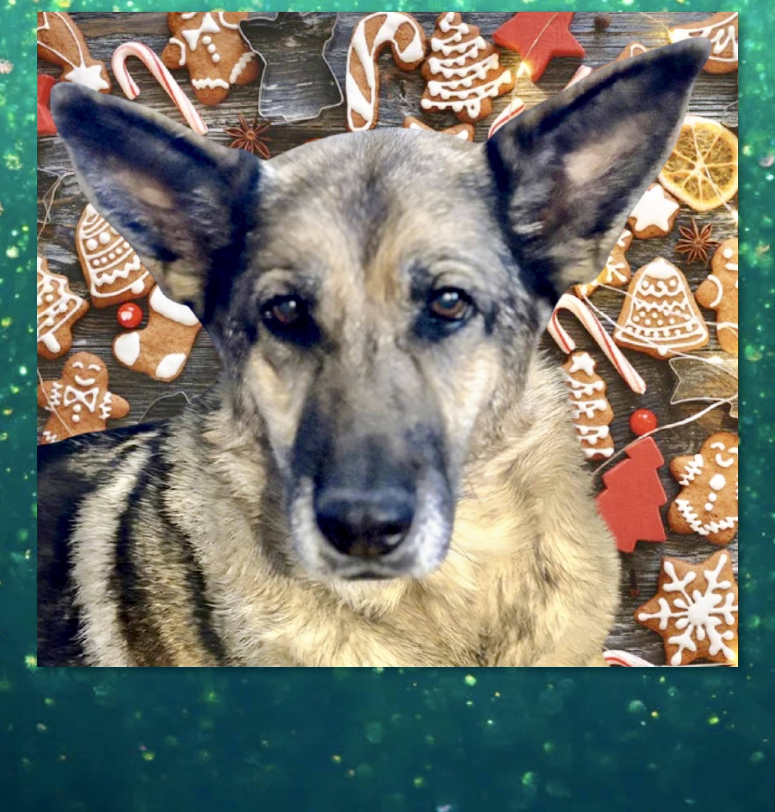 Grace, Adoptable, Senior Female German Shepherd Dog.