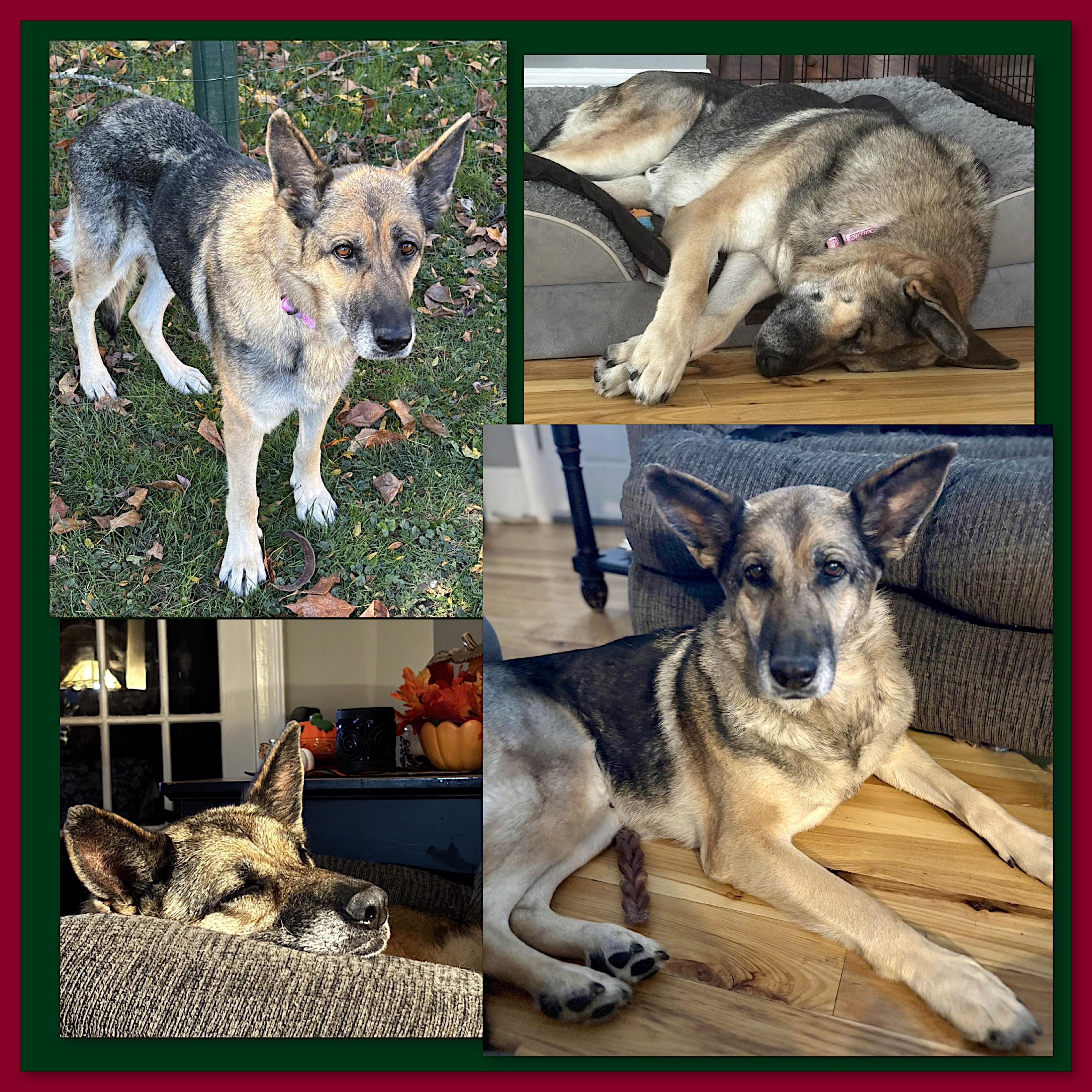 Enlarge Grace, a Adoptable German Shepherd Dog in Westfield, NY image 3/3