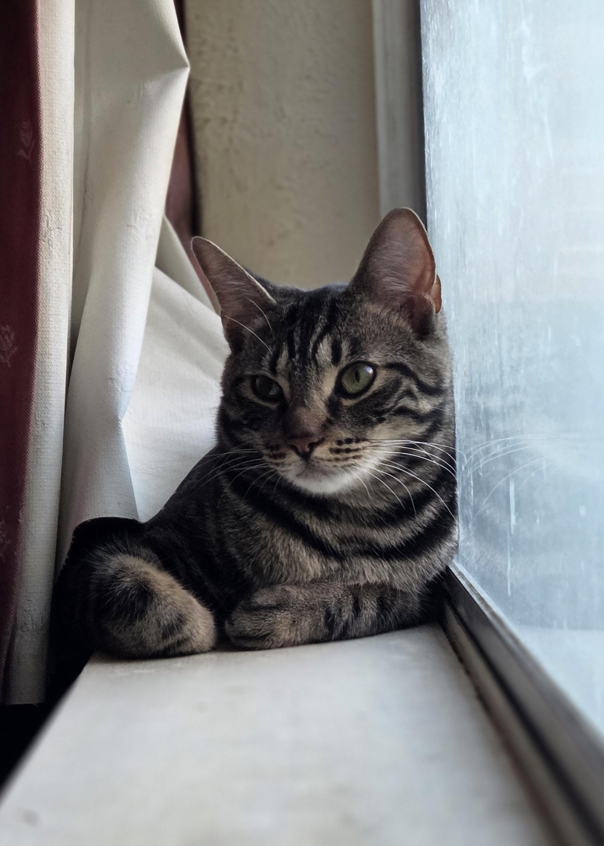 Enlarge Turtle, an adopted Domestic Short Hair in Sacramento, CA image 5/5