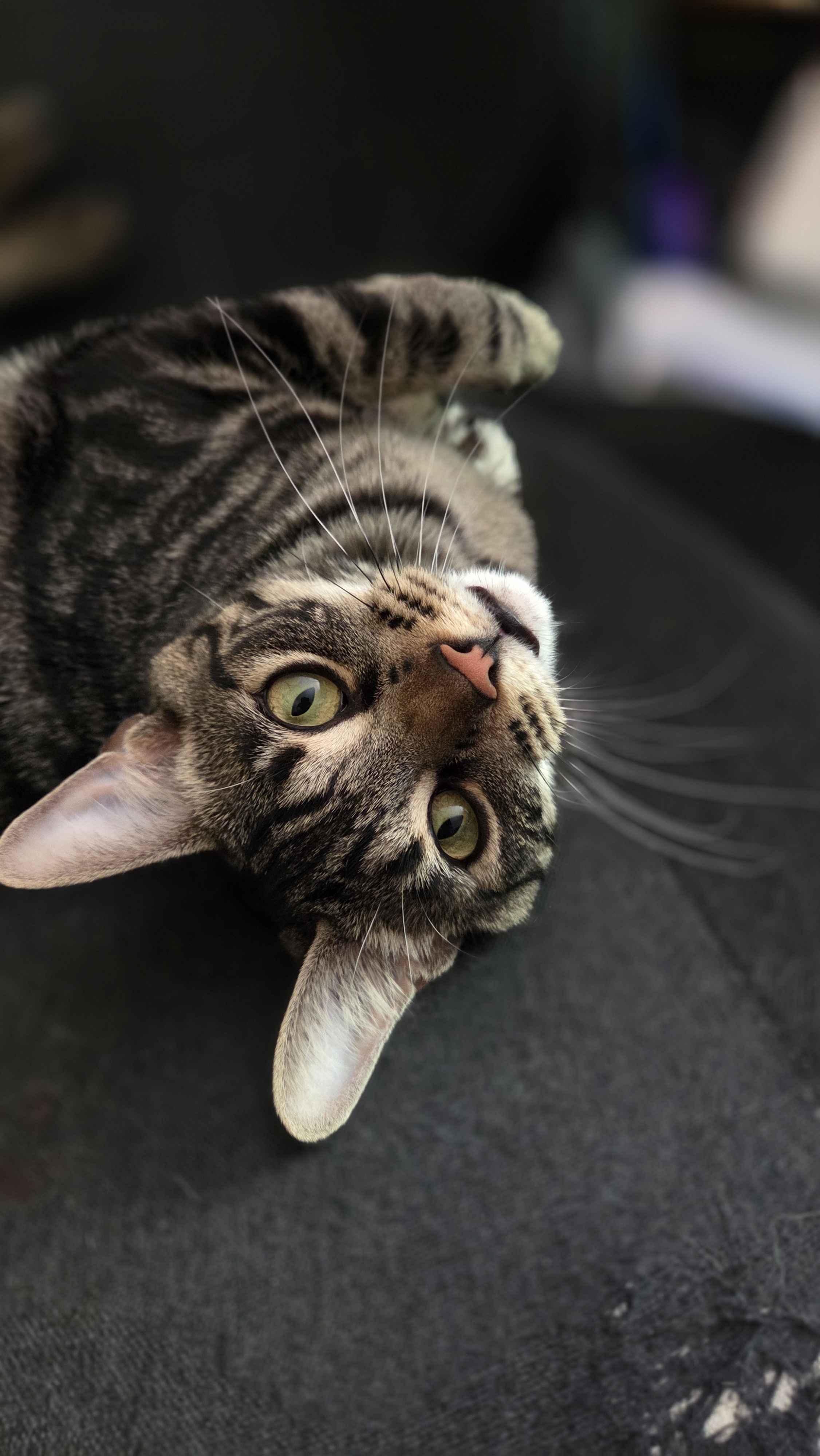 Turtle, adopted, Adult Male Domestic Short Hair.