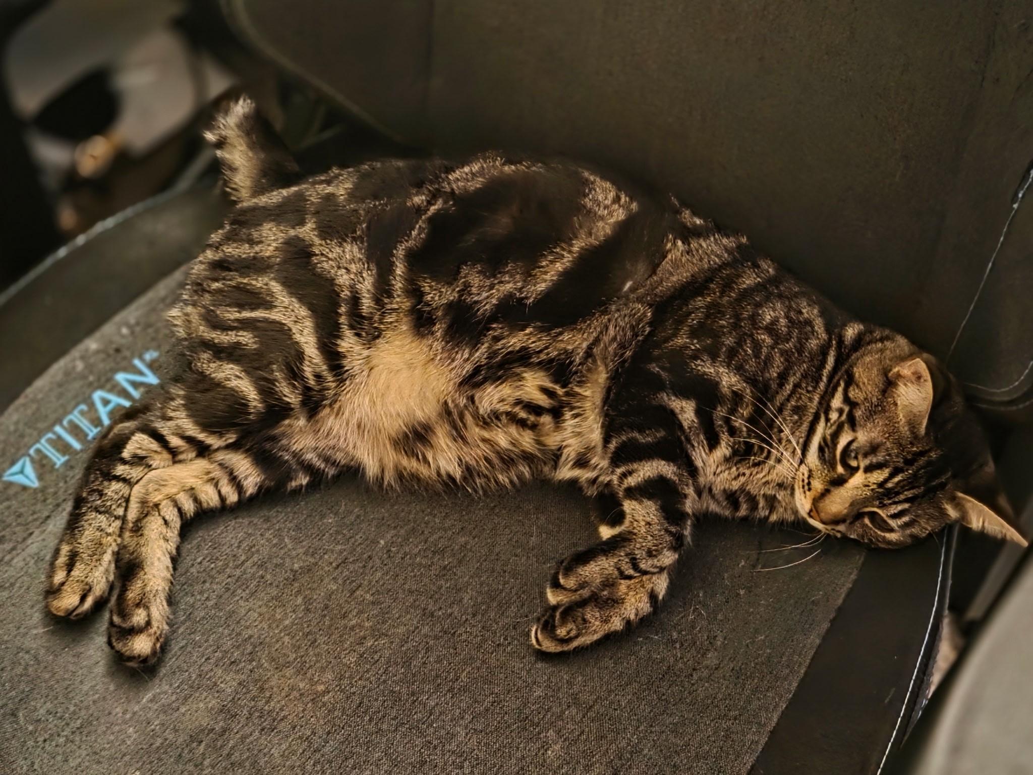 Enlarge Turtle, an adopted Domestic Short Hair in Sacramento, CA image 2/5