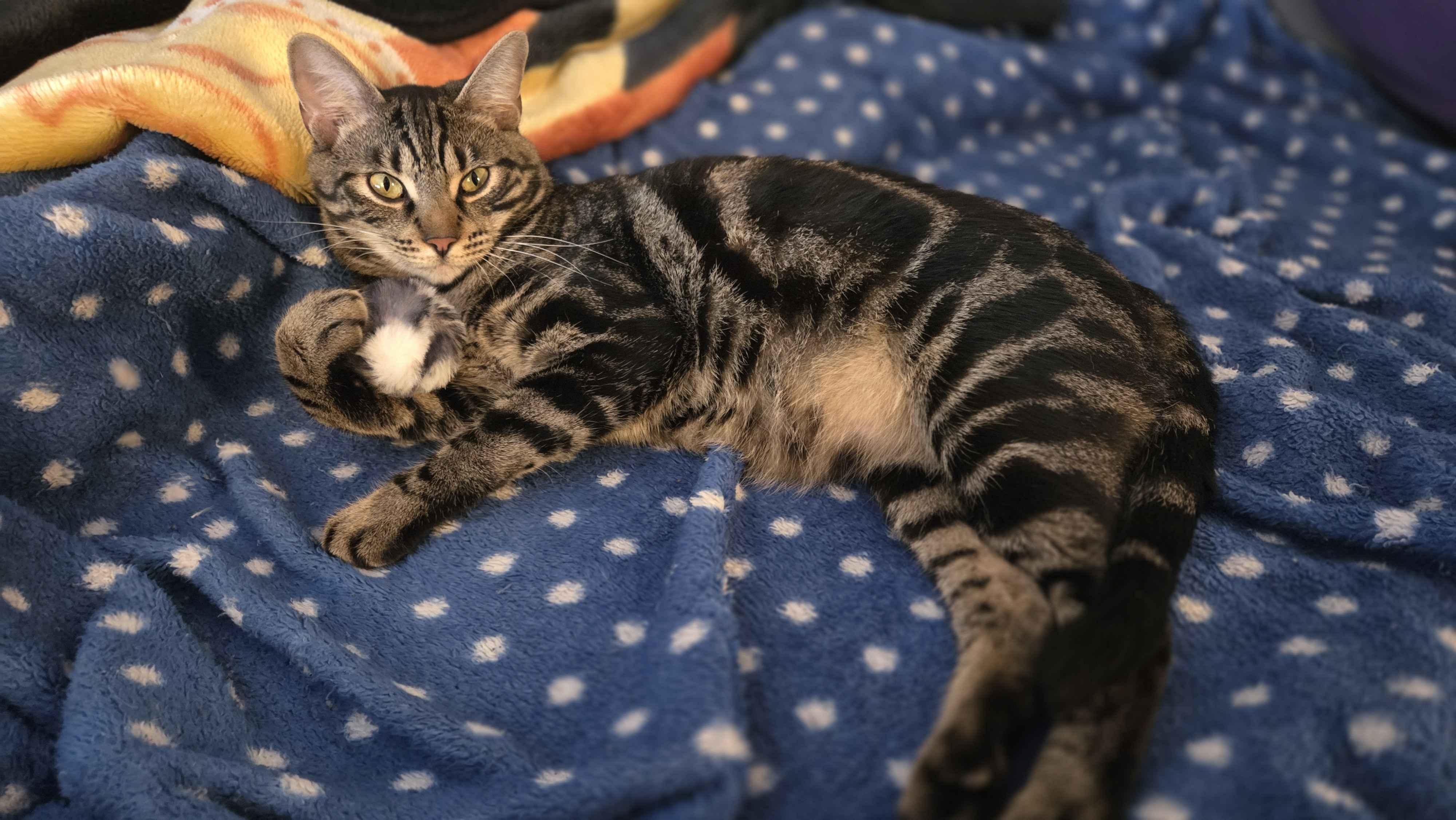 Enlarge Turtle, an adopted Domestic Short Hair in Sacramento, CA image 4/5