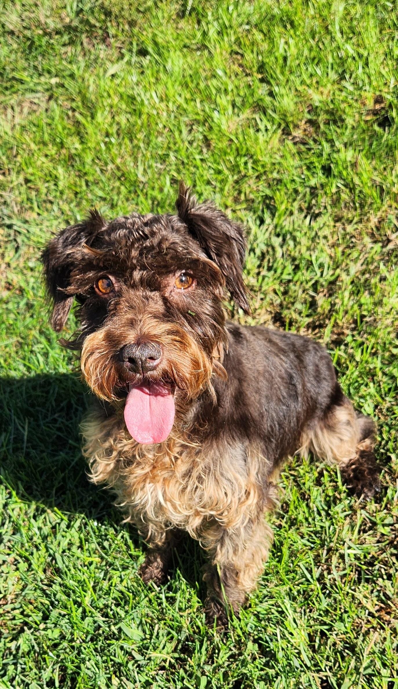Nutmeg, Adoptable, Adult Female Miniature Schnauzer.