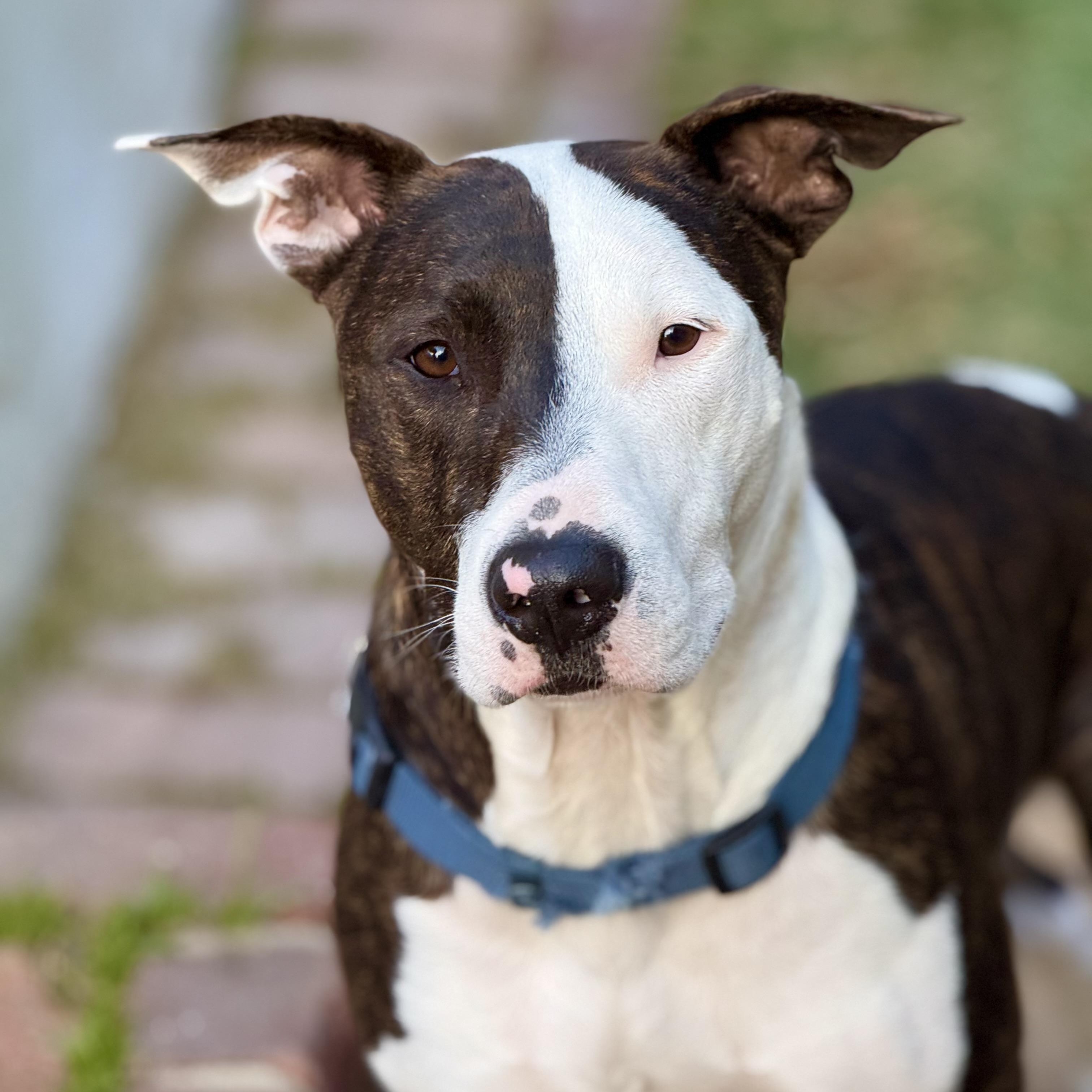 Parker (and Enzo) contact Rachel, a Adoptable mixed breed in Sherman Oaks, CA image 1/5
