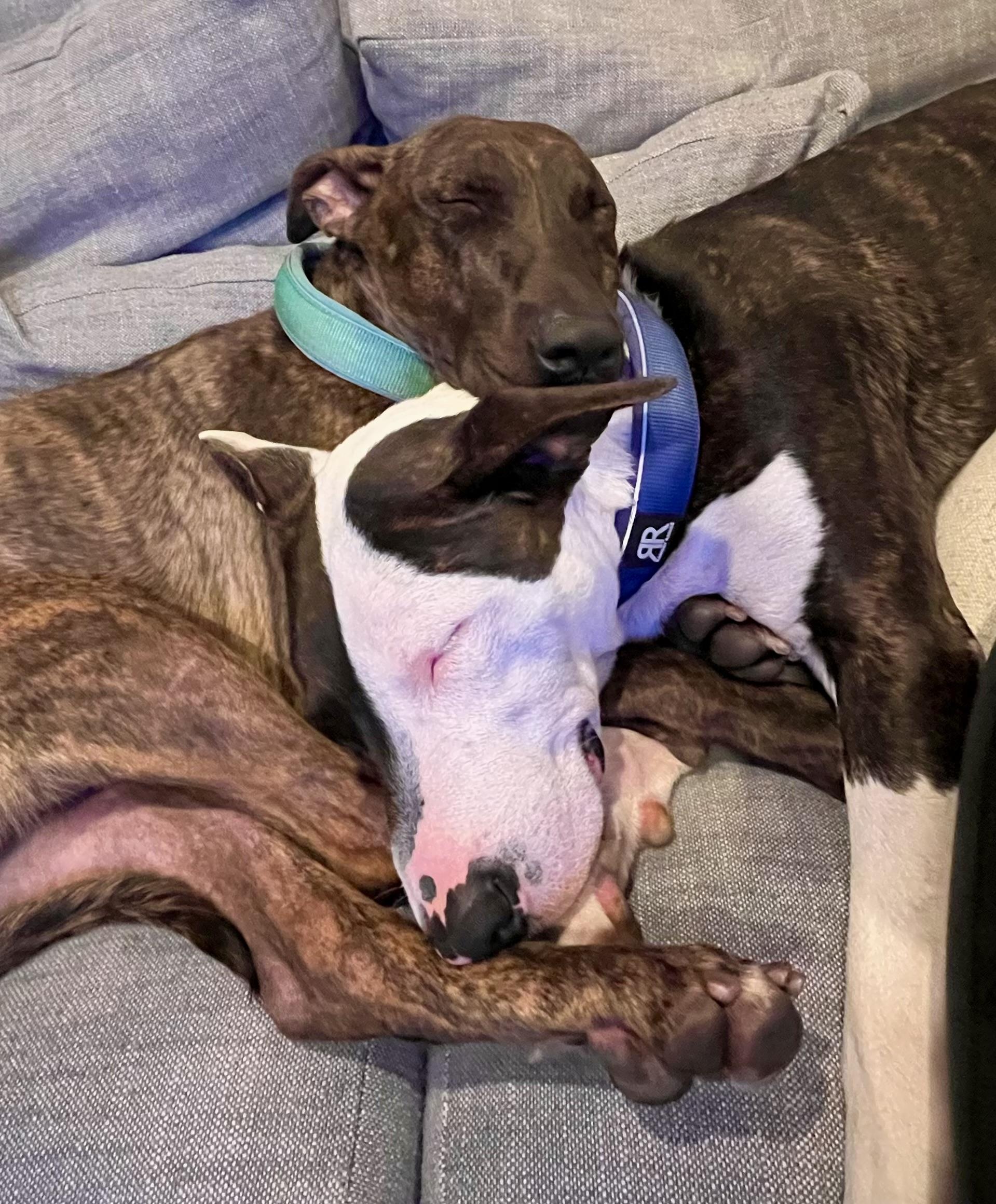 Parker (and Enzo) contact Rachel