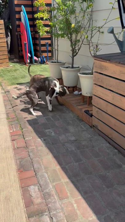 Enlarge Parker (and Enzo) contact Rachel, a Adoptable mixed breed in Sherman Oaks, CA video 3/5