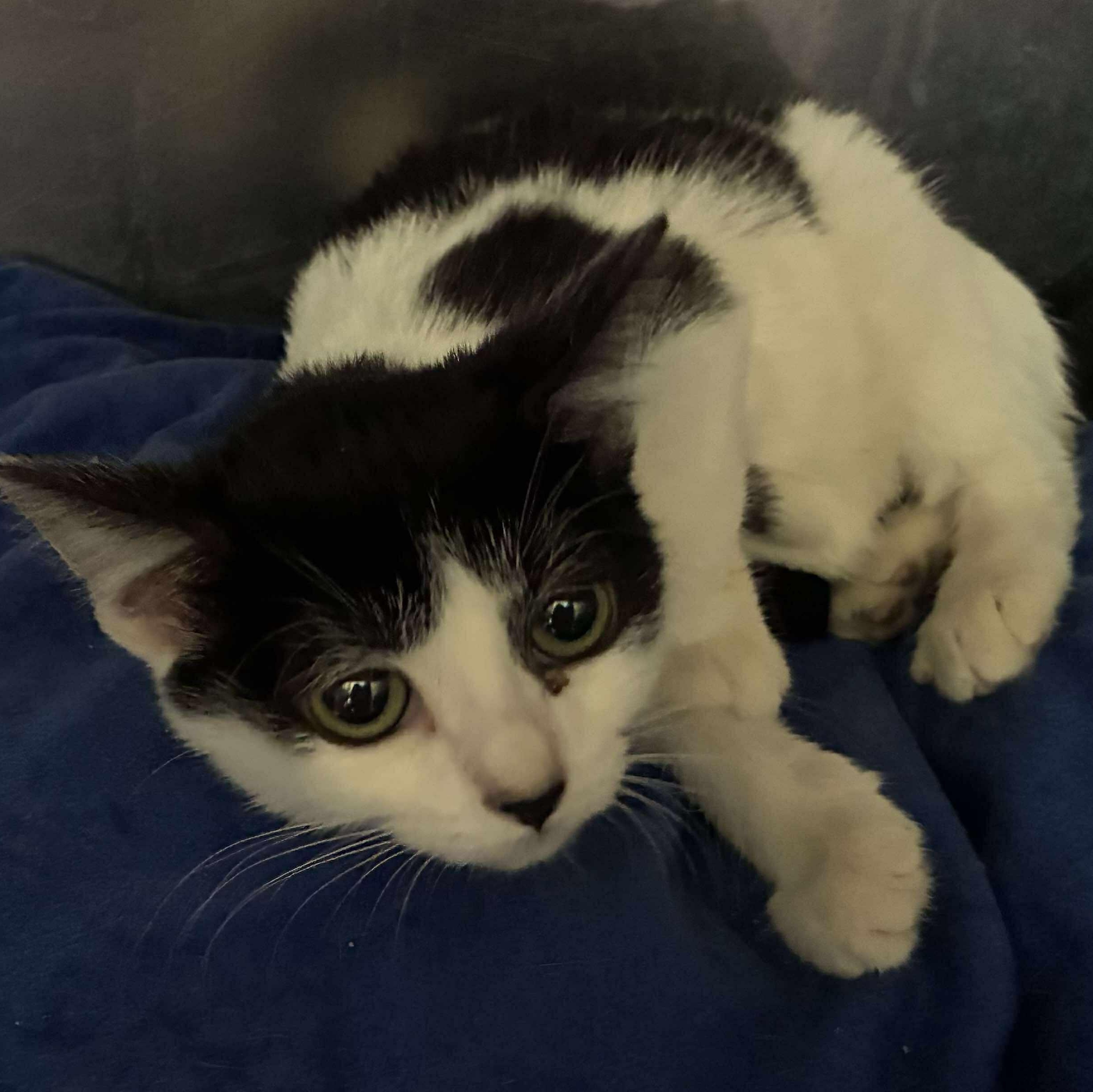 Jersey, a Adoptable mixed breed in Petersburg, IL image 2/4