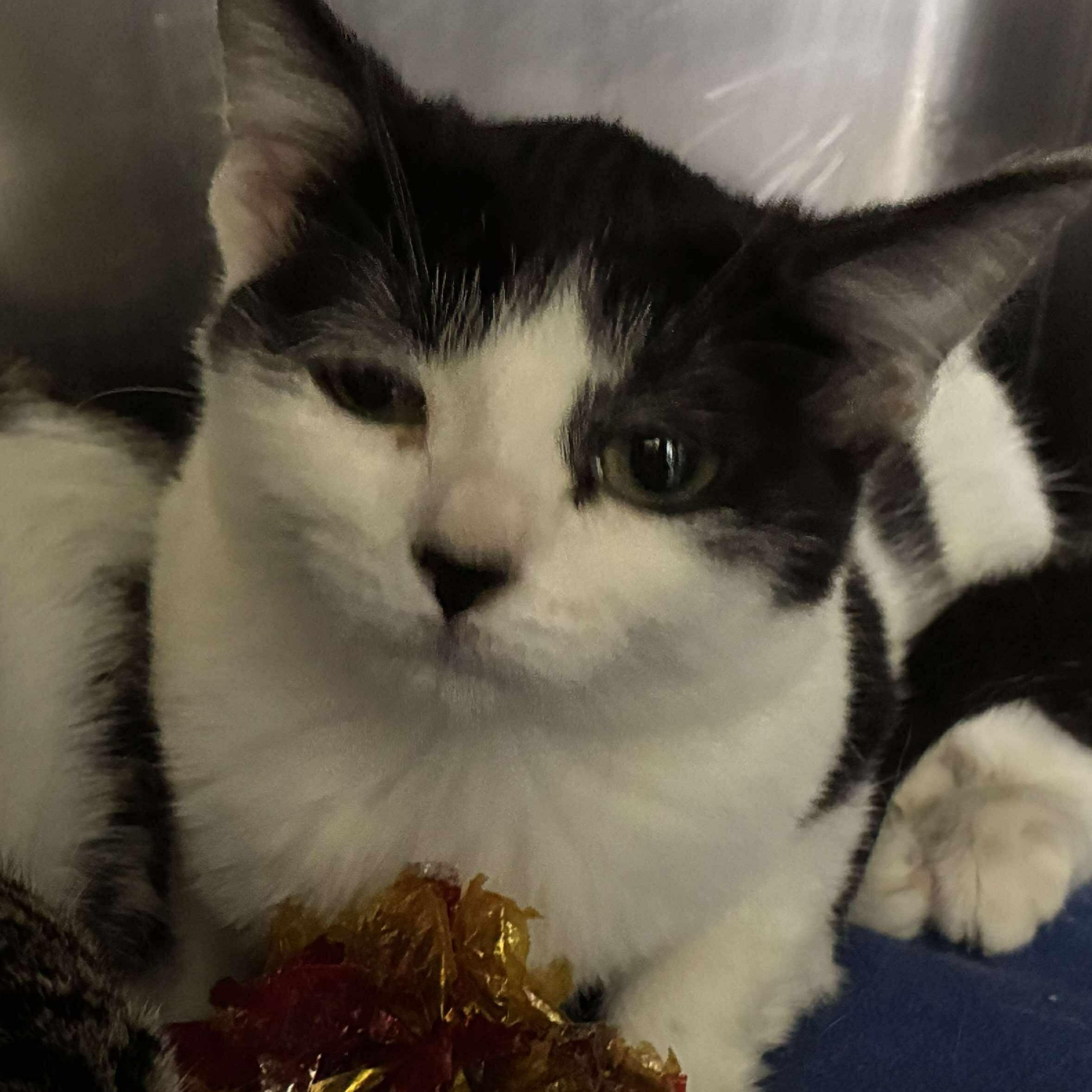 Jersey, Adoptable, Kitten Female Domestic Short Hair.